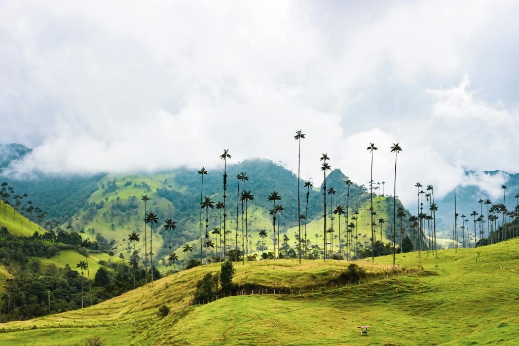 Beautiful view of the Valle de Cocora with iconic wax palms and lush green hills in Colombia, viajes económicos Colombia