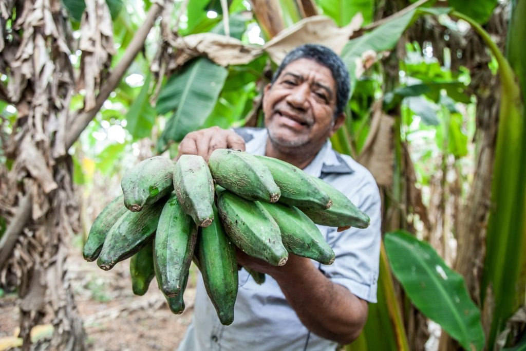 A smiling farmer proudly shows fresh green plantains in a lush Colombian plantation, viajes económicos Colombia