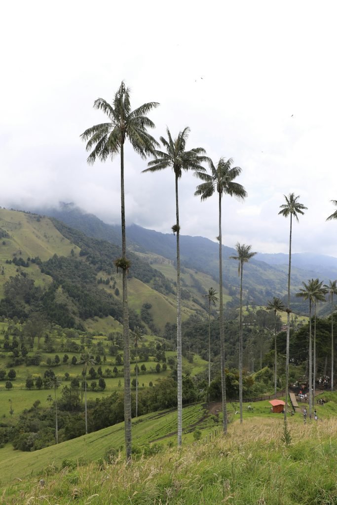 Majestic view of towering wax palms amidst Cocora Valley's lush green landscape, tours en Colombia, paquetes de viaje baratos, organizar viaje