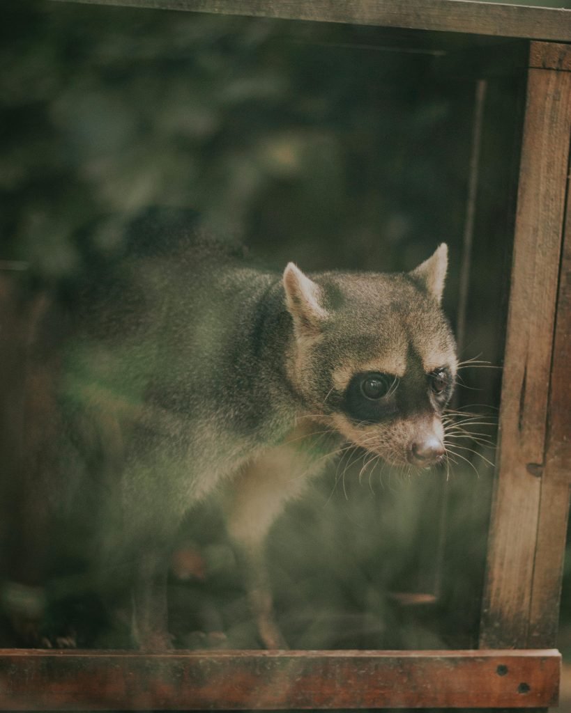 A Crab-Eating Raccoon inside a zoo enclosure in Medellín, Colombia, showcasing its curious expression, turismo en Medellín