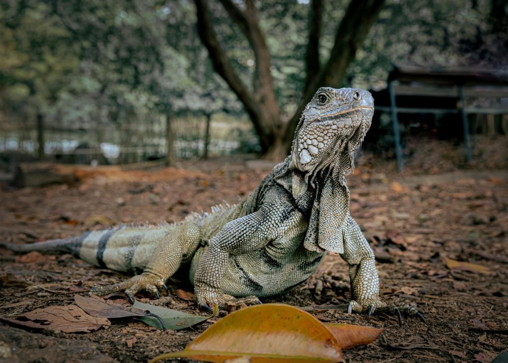 Close-up of an iguana in a jungle setting in Medellín, Colombia, turismo en Medellín