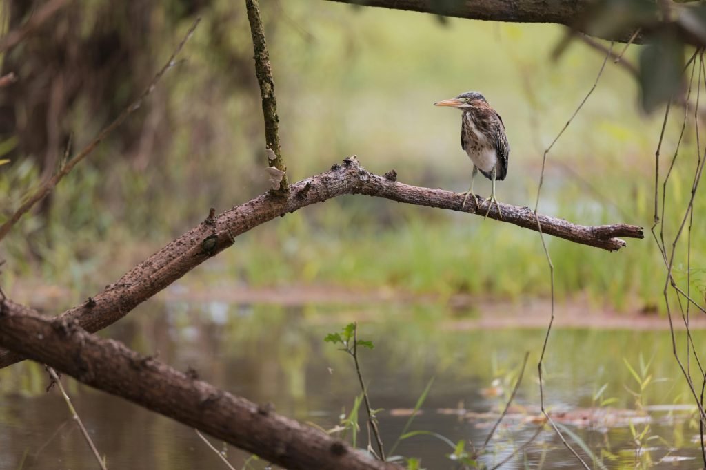 A heron perched on a branch above the water in Caño Negro, Costa Rica., Lugares turísticos de Colombia