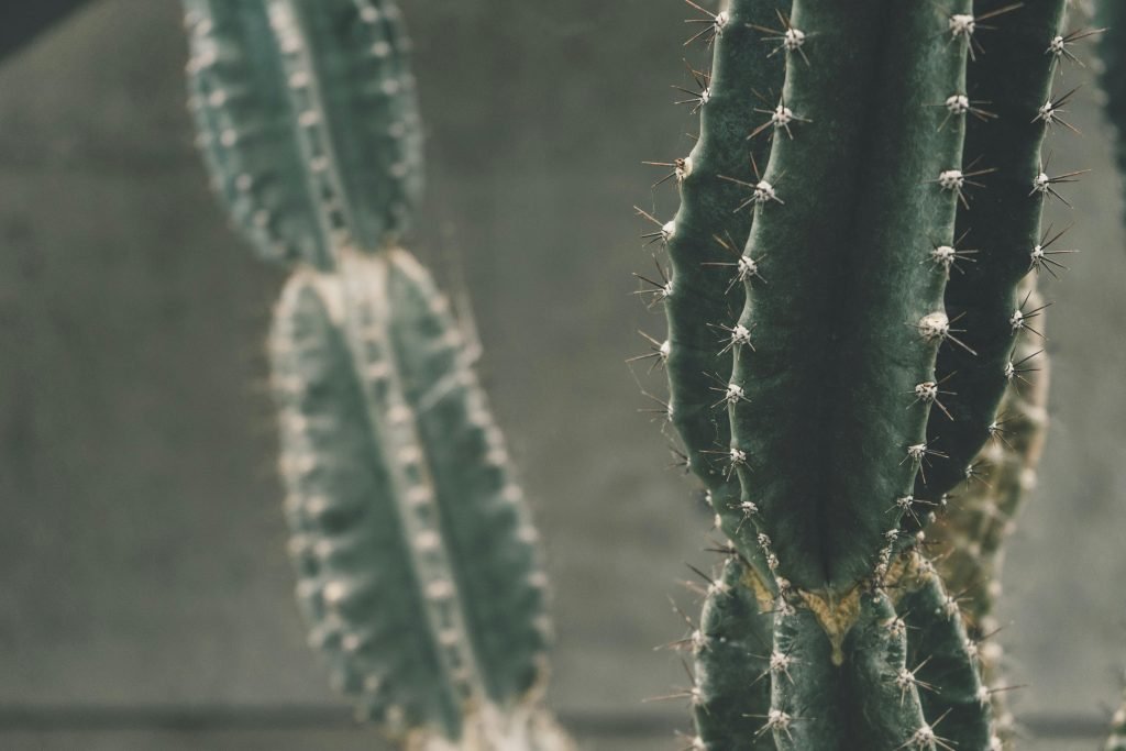 Detailed close-up of green cactus with sharp spikes and natural texture., Lugares turísticos de Colombia