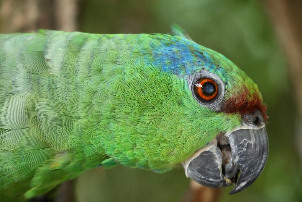Close-up of a colorful parrot with vivid feathers in the Manaus rainforest, Brazil., Lugares turísticos de Colombia, destinos turísticos Colombia