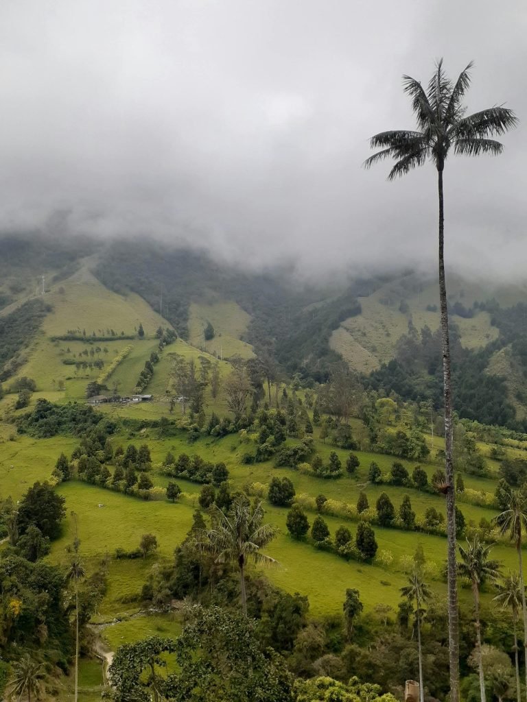 Scenic view of Cocora Valley with iconic wax palms and cloudy sky, Colombia., tours Eje Cafetero