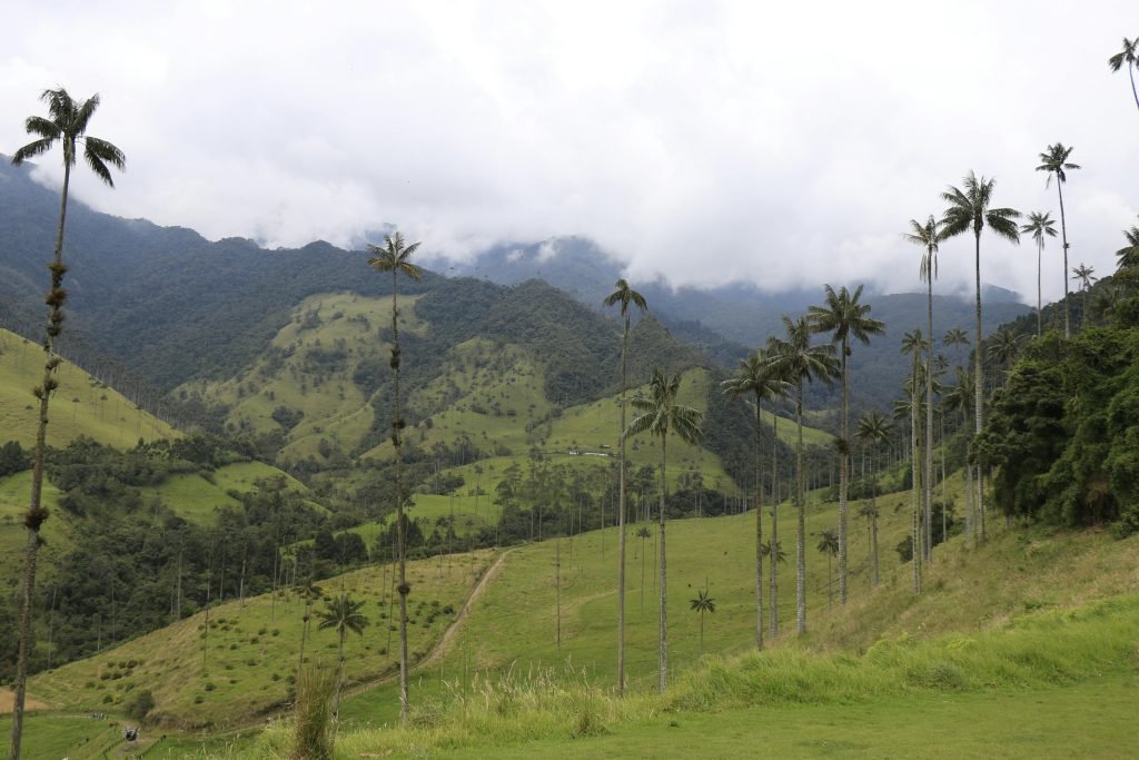 Explore the stunning palm trees and mountain ranges in Cocora Valley, Colombia., tours Eje Cafetero