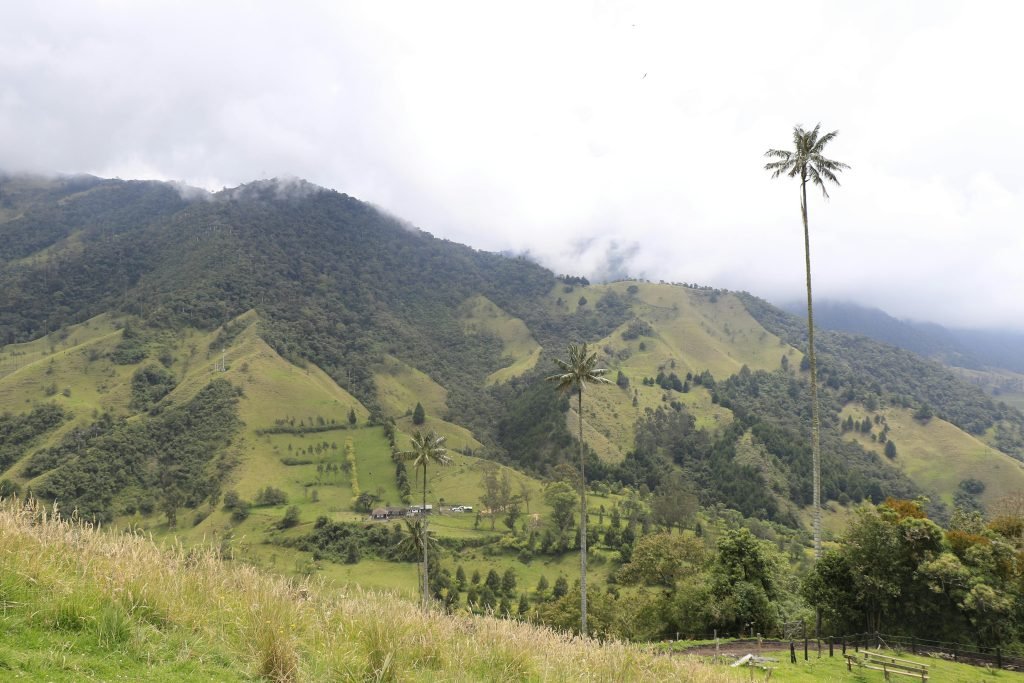 Discover the lush Cocora Valley landscape with iconic wax palms, capturing Colombia's natural beauty., tours Eje Cafetero