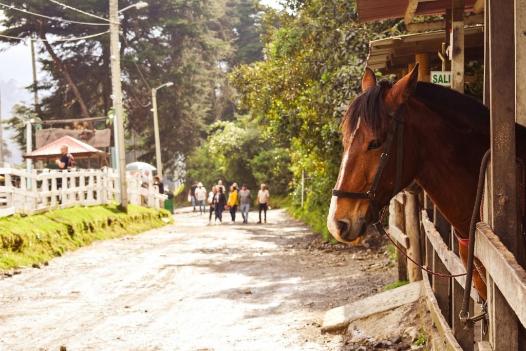 A brown horse in a stable on a dirt road in Cocora Valley, Quindío, Colombia., tours Eje Cafetero
