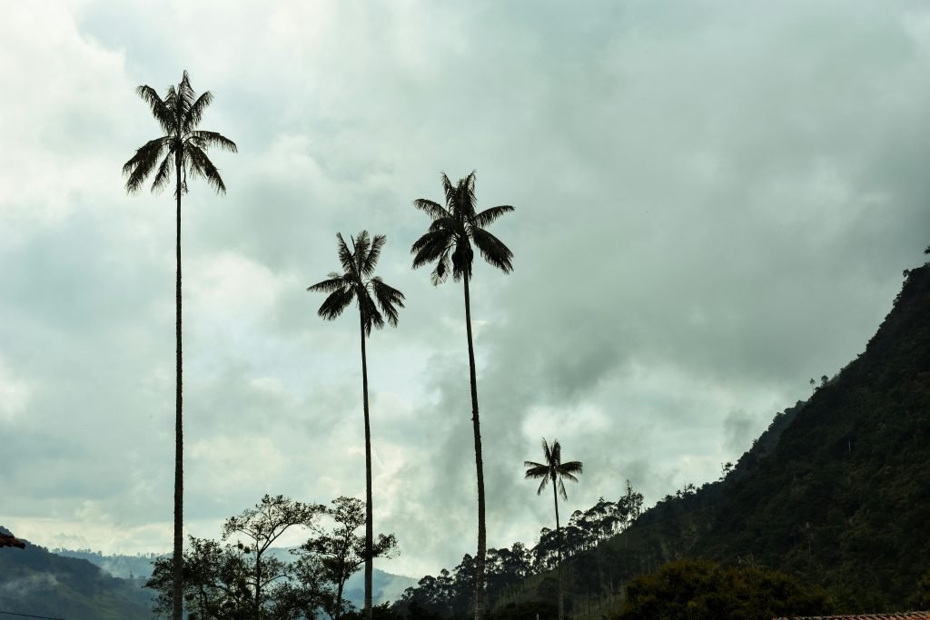 Tall wax palm trees stand against a cloudy sky in Valle de Cocora, Colombia's scenic landscape., tours Eje Cafetero