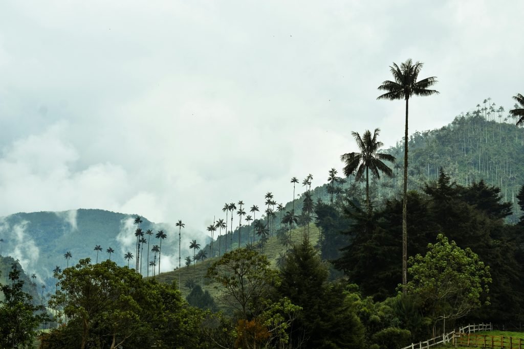 Scenic view of Valle de Cocora with iconic tall wax palm trees and misty mountains in the background., tours Eje Cafetero