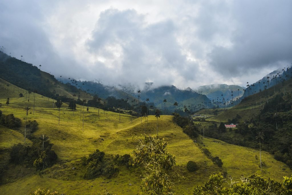 Discover the lush valleys and iconic palm trees of Valle de Cocora, Colombia, enveloped in mystic clouds., tours Eje Cafetero