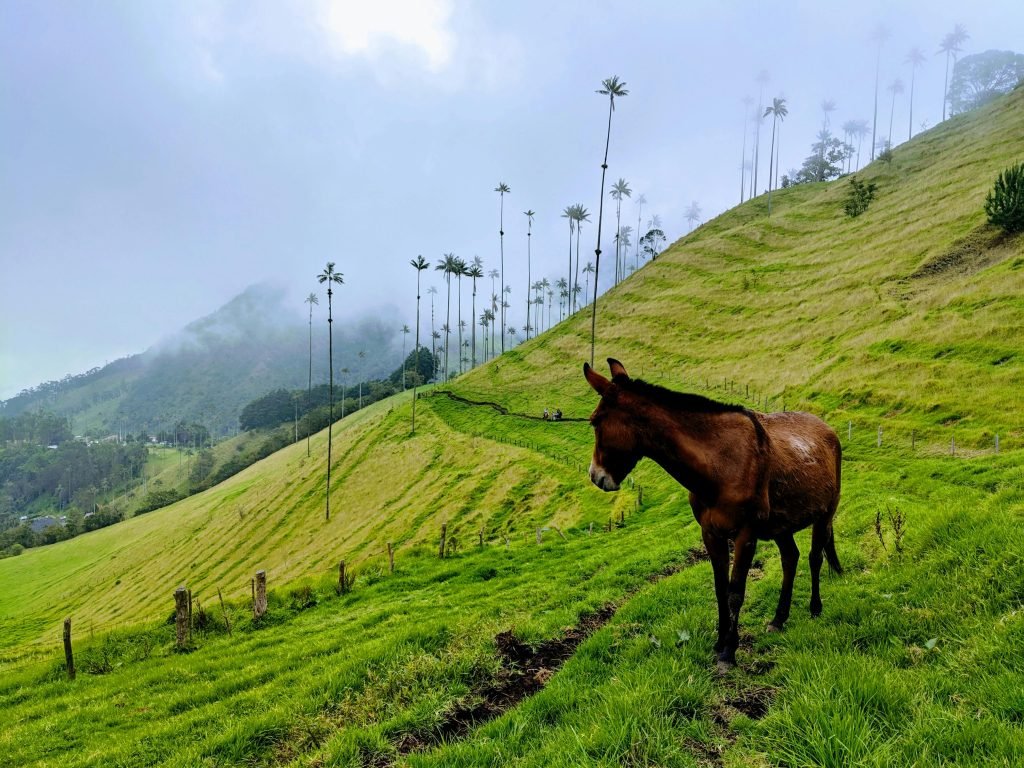 Scenic view of a horse grazing on green hills in Salento, Colombia with towering palm trees in the background., Tours Eje Cafetero