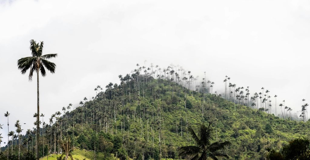 Scenic view of lush green mountain with mist and towering palm trees under a white sky., tours Eje Cafetero