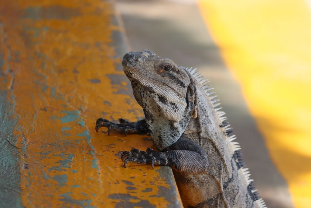 Detailed close-up of a black spiny-tailed iguana on textured surface outdoors. islas del rosario