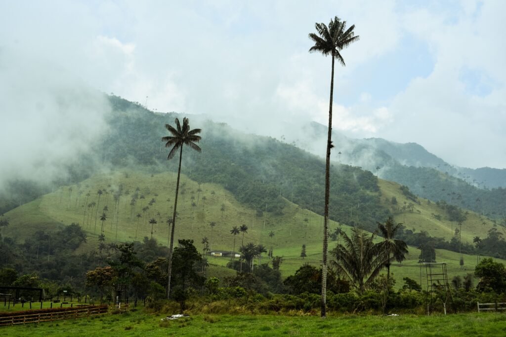 Misty landscape of Valle de Cocora with iconic tall wax palm trees and lush green hills.