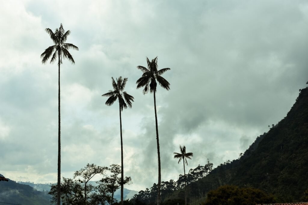 Tall wax palm trees stand against a cloudy sky in Valle de Cocora, Colombia's scenic landscape.