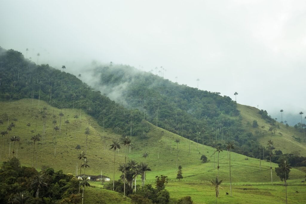 Misty morning view of Valle de Cocora with iconic wax palm trees and rolling hills.