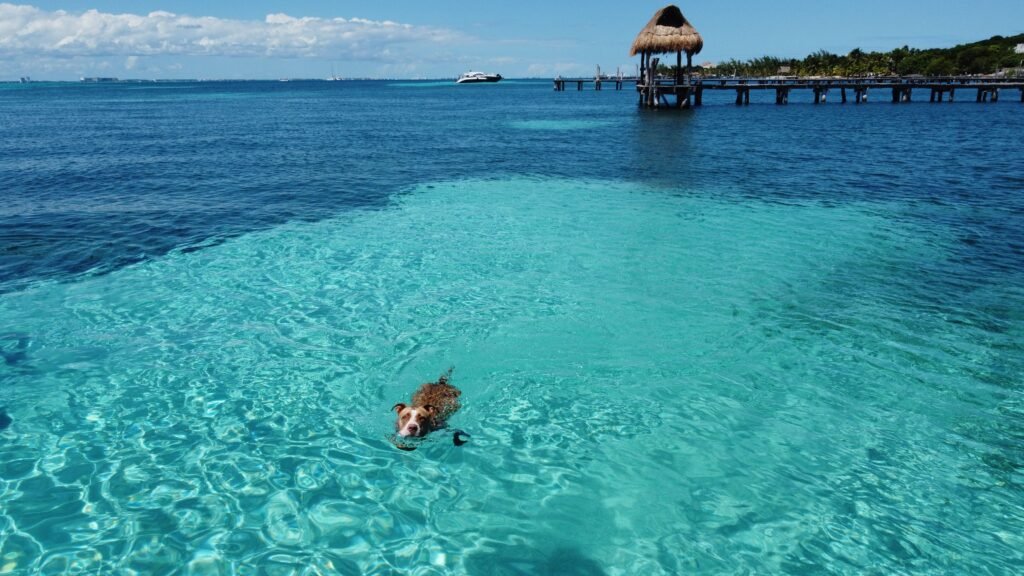 A dog swims in clear turquoise waters near a tropical pier on Isla Mujeres, Mexico. islas del rosario