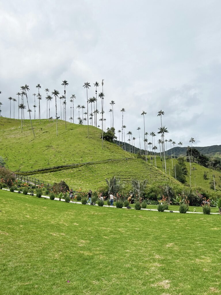 Stunning landscape of wax palm trees in Salento, Colombia's lush green hills.