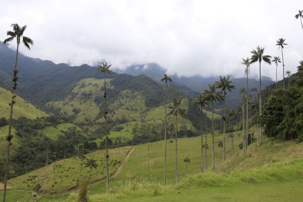 Explore the stunning palm trees and mountain ranges in Cocora Valley, Colombia., Colombia todo incluido