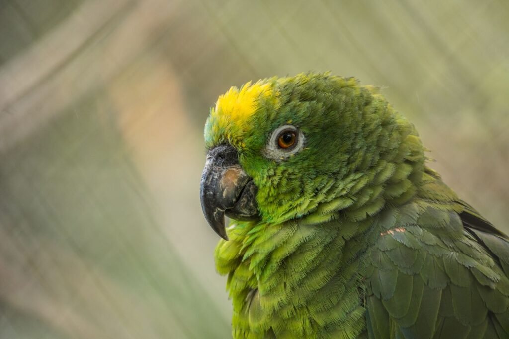 Close-up of a green parrot with yellow highlights in Sopo, Colombia. dónde viajar