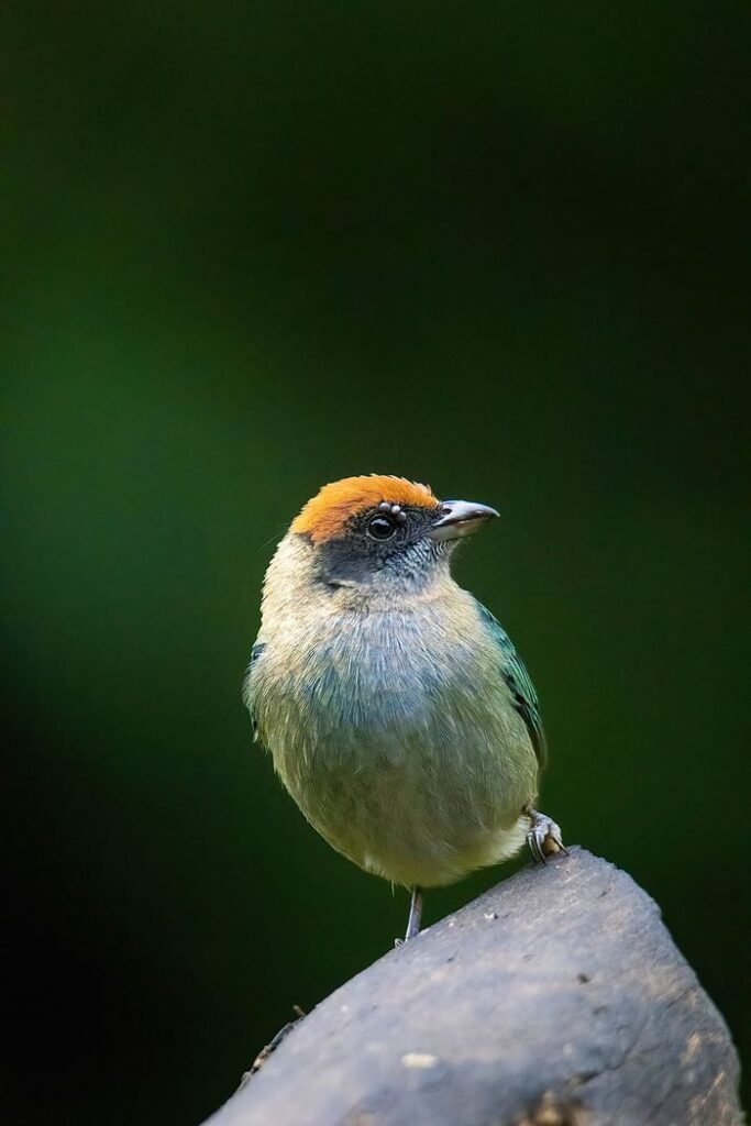 Close-up of a Scrub Tanager perched outdoors in Colombia., Cali