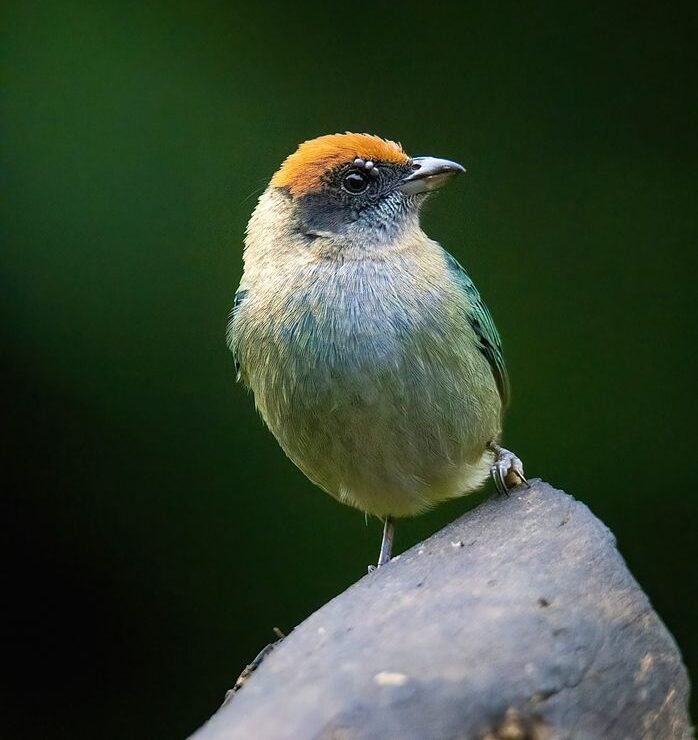 Close-up of a Scrub Tanager perched outdoors in Colombia.