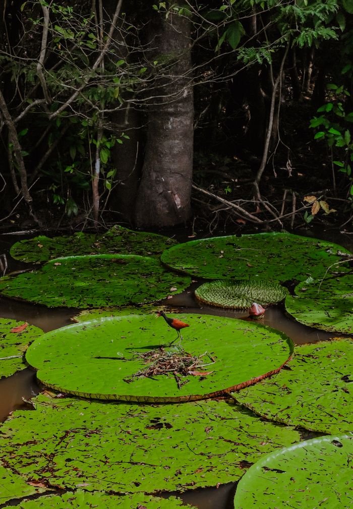 Vibrant water lilies in the Amazon with a small bird, showcasing lush nature., Leticia