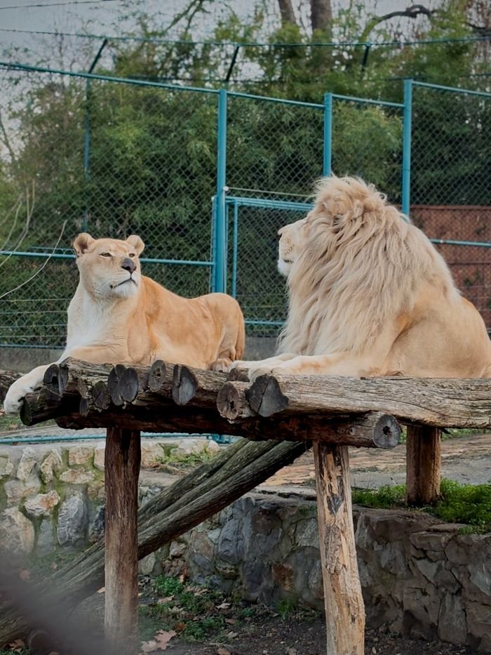 A majestic lion and lioness relaxing on a wooden platform in a zoo enclosure, showcasing harmony., Cali