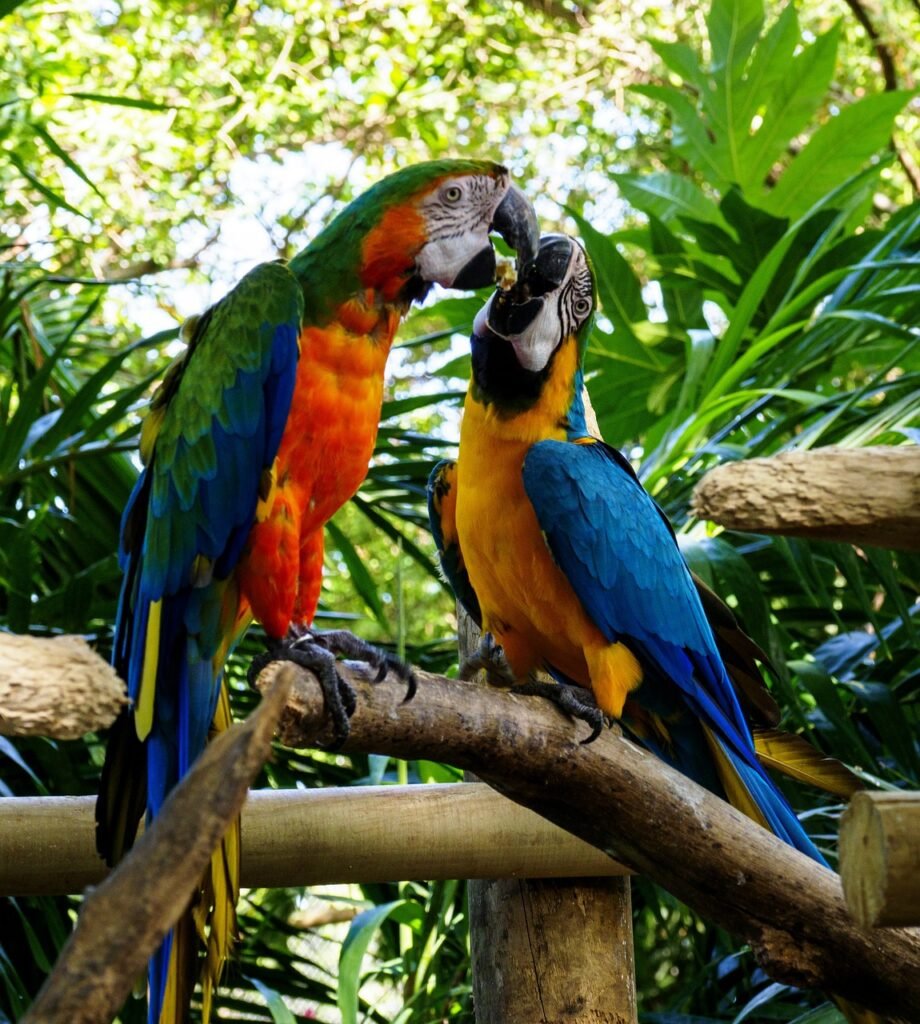 cartagena, nature, colombia, caribbean, parrot, era, animal, bird, qué hacer en Colombia