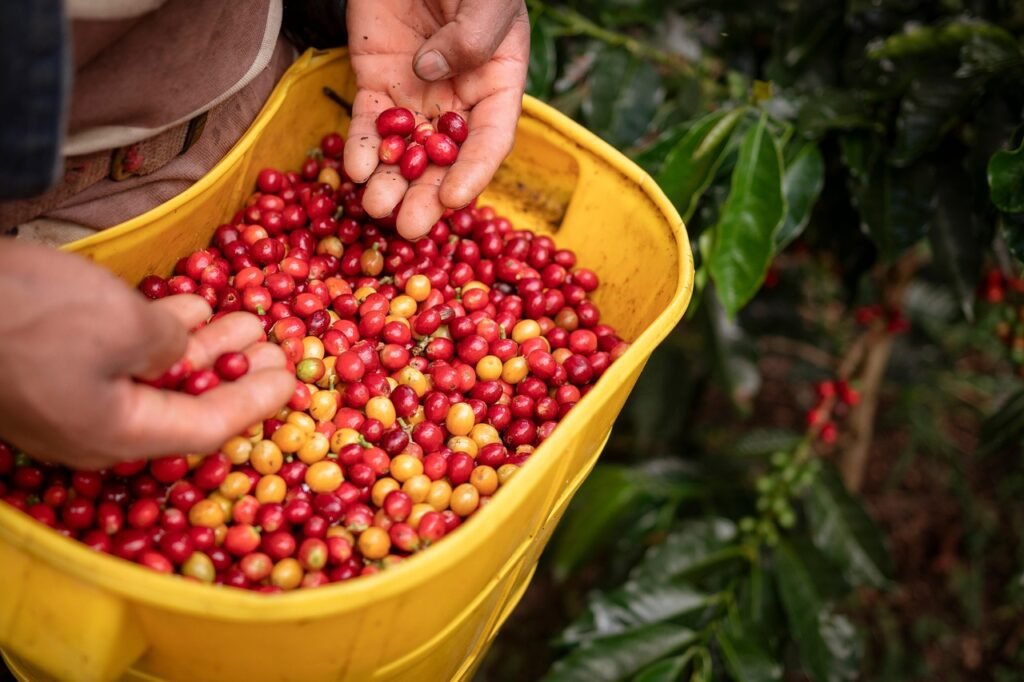 farming, coffee, colombian coffee, colombia, huila, pitalito, agriculture, harvest, coffee farming, coffee, colombia, colombia, colombia, colombia, colombia Viajes familiares Colombia