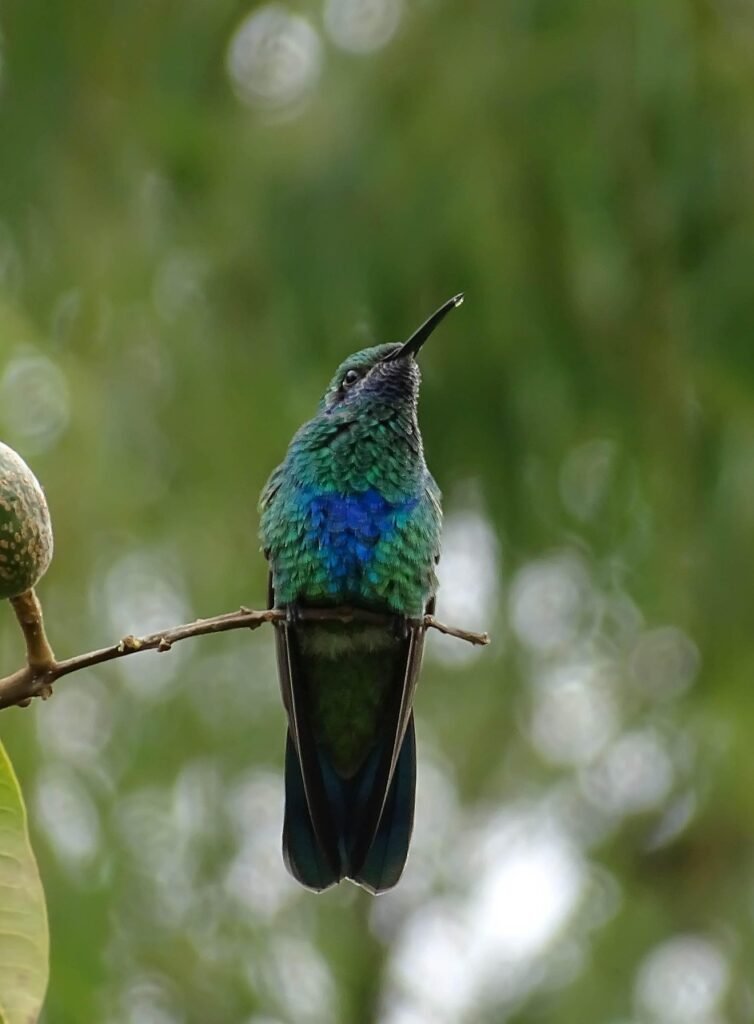 bird, hummingbird, colombia, green, nature, hummingbird, hummingbird, hummingbird, hummingbird, hummingbird, colombia, colombia, colombia, colombia, nature, Itinerario Colombia