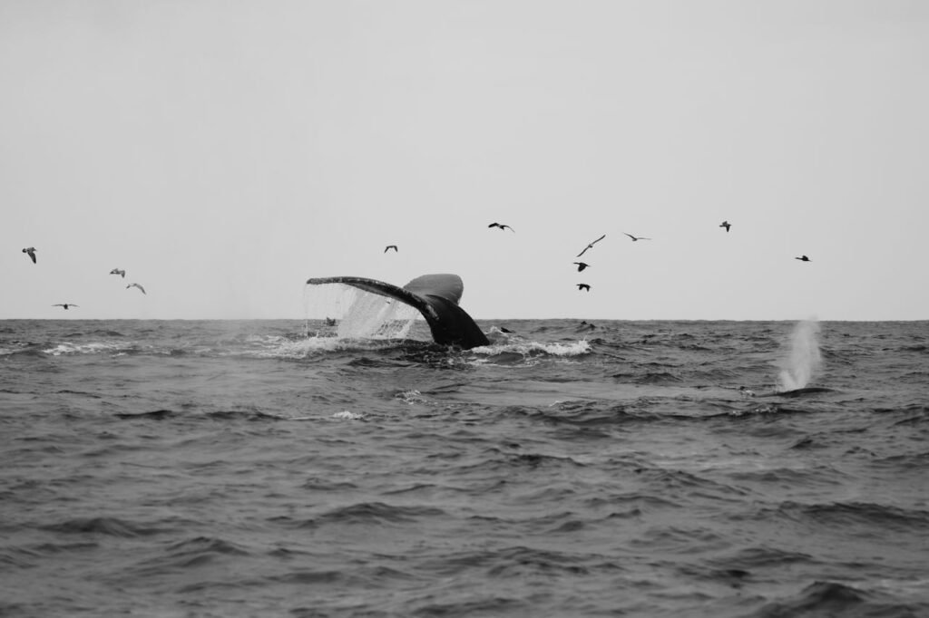 Black and white photo of a whale tail breaching in the Pacific Ocean near Monterey, California. Temporada de ballenas