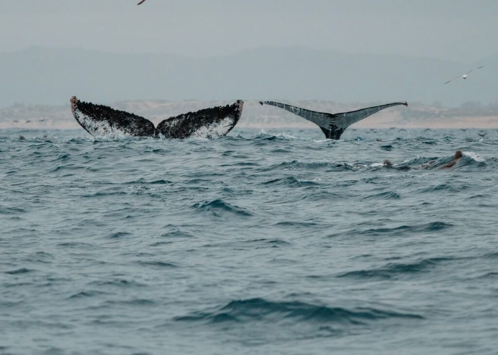 Majestic whale tails rise from Monterey Bay waters, capturing oceanic beauty., Temporada de ballenas