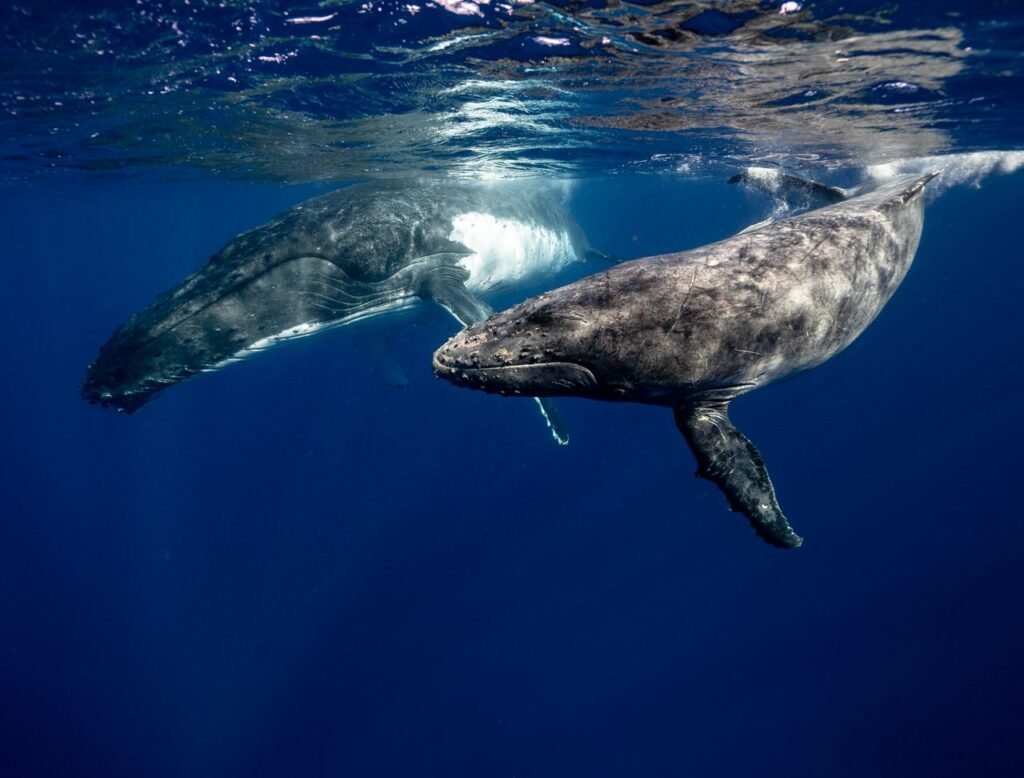 Two humpback whales swimming gracefully in the clear waters of Tonga. Temporada de ballenas