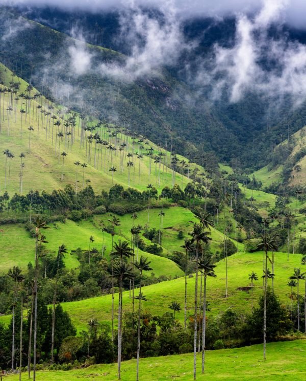 landscape-of-wax-palm-trees-ceroxylon-quindiuense-2026-01-09-14-34-56-utc