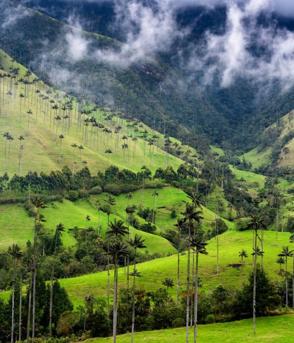 landscape-of-wax-palm-trees-ceroxylon-quindiuense-2026-03-26-01-18-01-utc (1)