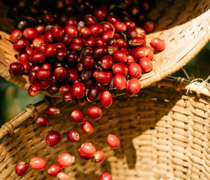 Freshly picked coffee cherries spilling from woven baskets in sunlight, capturing the essence of harvest.