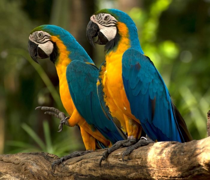 Amazonas